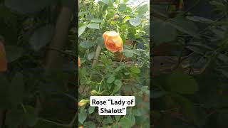 Rose quotLady of Shallotquot shorts TrowelandTravel [upl. by Lubbock461]