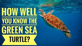 Green Sea Turtle  Description Characteristics and Facts [upl. by Emersen498]