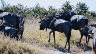 The resilient Wildebeest of Botswana  Moremi Game Reserve [upl. by Booth]