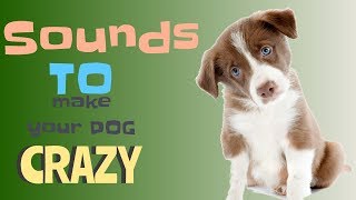 Sounds That Will Make Your Dog Tilt Their Head Doorbell I PROMISE [upl. by Chlori75]