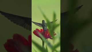 RubyThroated Hummingbird [upl. by Llenyl]