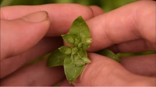 How To Identify Chickweed Plants [upl. by Zephaniah]