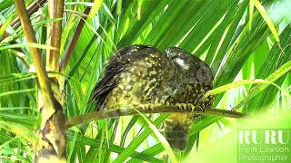 New Zealand MoreporkRuruOwl Pair [upl. by Dilks500]