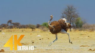 10 Ancient Flightless Birds That Are Still Alive Today [upl. by Bollay]