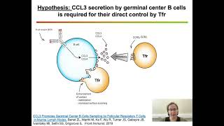 Dual role of follicular regulatory T cells in the control of B cellresponse to vaccination [upl. by Cutcliffe]