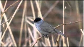 Blackcap Bird Call Bird Song [upl. by Irmo463]