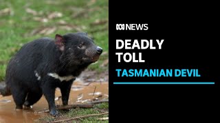 Deadly face cancer takes toll on Tasmanian devil populations research shows  ABC News [upl. by Ecenahs]