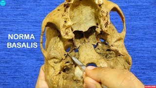 Osteology Lectures  Skull  Norma basalis  Dr Ashok K R [upl. by Panter]