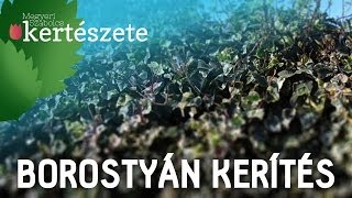 Borostyán kerítés  Hedera  Megyeri Szabolcs online Kertészet Nagykanizsa [upl. by Arat]