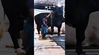 Gigantic Holstein Friesian bull from Brownies Ranch towers over its fivefoot handler [upl. by Macgregor]