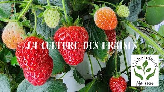 LAbondance ma Tour Je te partage mes secrets pour la culture des fraises version 2024strawberries [upl. by Ardel]