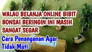 PENANGANAN BIBIT BONSAI BERINGIN KIMENG BOXSUS ELEGAN KOMPAKTA ONLINE [upl. by Heiney521]