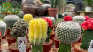 Kamerplanten bij Tuincentrum het Oosten in Aalsmeer [upl. by Peterman895]