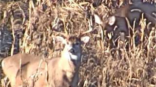 Wild Deer Hide in Corn Field  Good view 2 Big Bucks [upl. by Assirek]