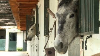 Ab zum Schlachthof Spaniern sind Pferde zu teuer [upl. by Helaine]