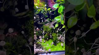 My little mushroom farm 🍄 nature mushrooms paludarium vivarium aquascape wildlife pets love [upl. by Warfold]