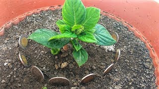 ¿Eres Jardinero Aprende estos 6 SECRETOS de Jardinería Cuanto Antes [upl. by Croix571]