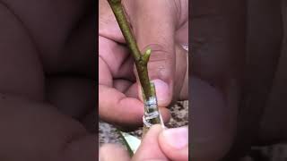 How to Graft Durian with Double Rootstock EP015 grafting durian gardening [upl. by Ahsimik287]