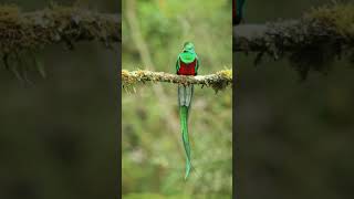 Absolutely amazing Resplendent Quetzal 😍 [upl. by Enibas]