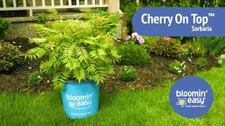 Cherry On Top™ Sorbaria by Bloomin’ Easy® [upl. by Arvid]