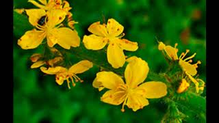 Flores de Bach n1 AGRIMONY Agrimonia [upl. by Itsym]