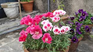 winterflower Clarkia Godetia winter flower [upl. by Gabbie]