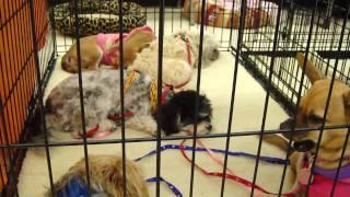 FOCHP Pet Adoption Event at Petco in Lake Forest [upl. by Nnairrehs]