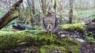 Ruffed Grouse Drumming [upl. by Kenji]