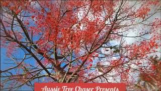 Aussie Tree Chaser  The Flame Tree Brachychiton acerifolius [upl. by Ahgem]