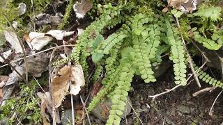 Les cheveux de Vénus fougère aux vertus antigrippales  spleenwort maidenhair an anti flu fern [upl. by Andromeda]