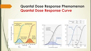 General Pharmacology  Pharmacodynamics  Quantal Dose Response Phenomenon [upl. by Bergmann]