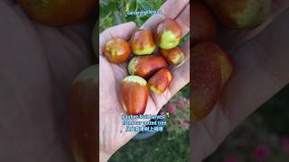 Jujubee fruit harvest from our potted tree从盆栽枣树上摘枣youtubeshorts gardening [upl. by Shiekh]