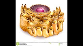 جدييد Le réticulum endoplasmique RE [upl. by Matthieu906]