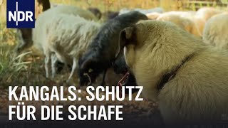 Kangals Bodyguards für Schafe  NaturNah  NDR Doku [upl. by Rebmak]