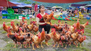 Harvesting Many Chicken Rooster Goes To Market Sell  Build Cage With Iron Mesh To Raise Quails [upl. by Yvaht]