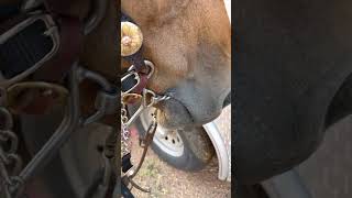 Video curb chain placement [upl. by Mackenie]