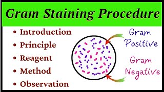 Gram Staining Procedure [upl. by Ellimac]