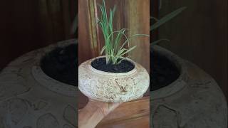 Liriope 🌱💚 plantas natureza flores floresta viralvideo viralshorts dicas decoração [upl. by Fredek]