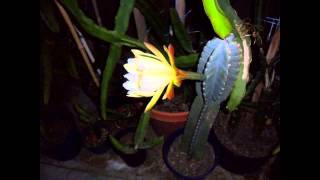 Peruvian Apple Cactus bloom amp Fruit [upl. by Rolf720]