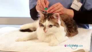 Comment appliquer une pipette antiparasitaire à votre chat [upl. by Kashden260]