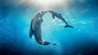 Healing songs of Dolphins amp Whales  Deep Meditative Music for Harmony of Inner Peace [upl. by Burnett754]