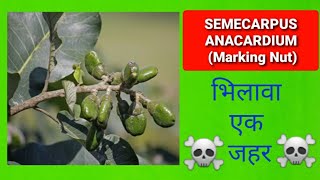 semecarpus anacardium Marking nut Poisoning  भिलावा का पौधा [upl. by Tades]