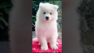 Samoyède 😍 chien samoyed [upl. by Aical]