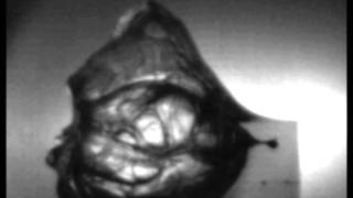 SLOW MOTION 3006 Springfield Remington 55gr Accelerator impacting ballistic gelatin [upl. by Henry]