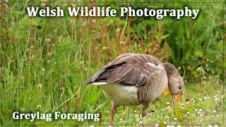 Greylag Foraging [upl. by Ruon954]