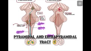 Pyramidal and extrapyramidal tracts  Diagramatic illustration  NEET pg  NeXT exam  Proff exams [upl. by Bortman]