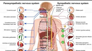 The Limbic System [upl. by Conah27]