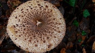 Cueillette Champignons dans le haut pays Niçois [upl. by Jessee]