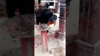 goat burning itself science sciencefacts [upl. by Donata]