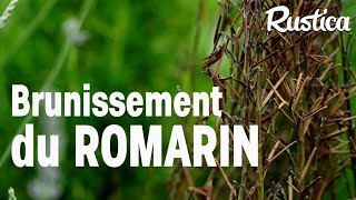 Brunissement du romarin [upl. by Di]